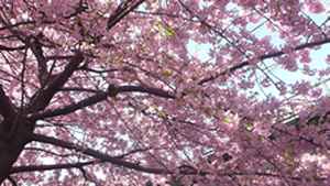 d0019913_172581.jpg