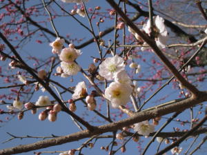 京都御苑の梅_f0135222_17455097.jpg