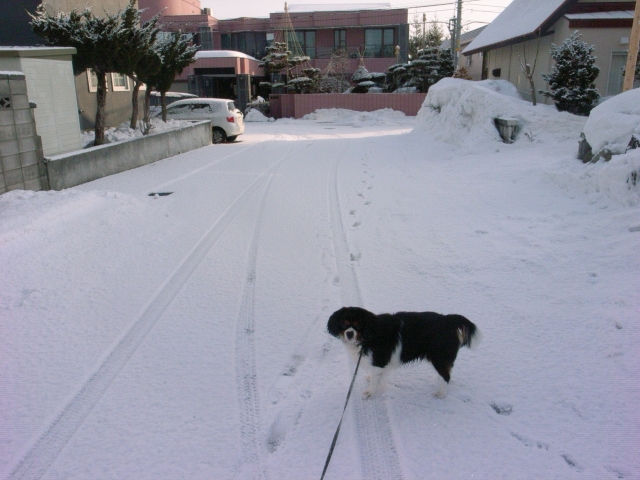 朝起きたら雪だった。_c0051132_2382256.jpg