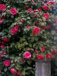 中尾万作さん 桜輪花皿 _c0204333_21562115.jpg