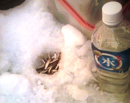 春を待つプチ農民と冬を惜しむ釣りキチの話_b0206037_16365015.jpg