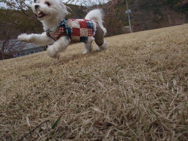 花粉にも鼻血にも負けないよ。_d0188340_2140086.jpg