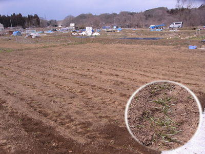 24年度農作業開始_c0063348_8185290.jpg