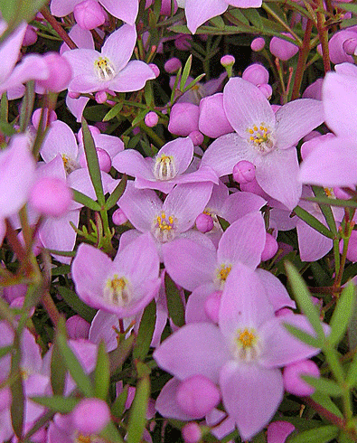 a0001354_22281239.gif