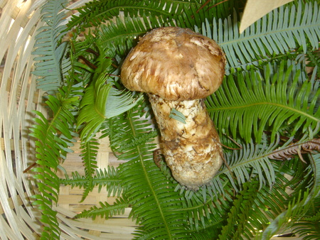 c0108460_2333969.jpg