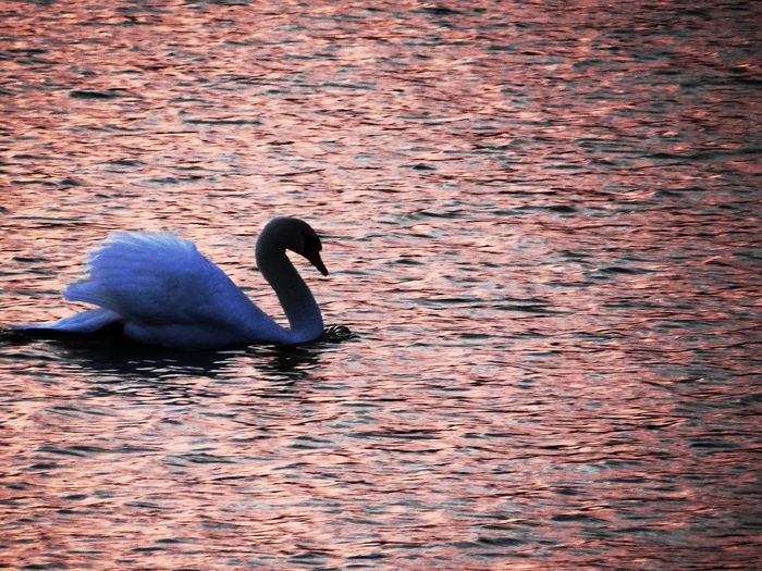 白鳥　山中湖　_b0232463_1413553.jpg