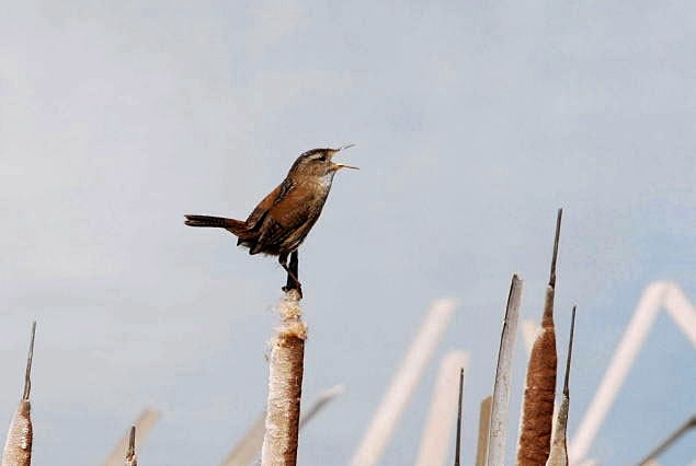 Birds - At the marsh_a0126969_140405.jpg