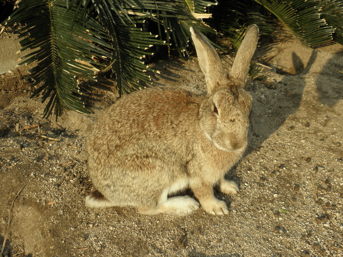 うさぎの島<第7部＞_c0097371_2055148.jpg