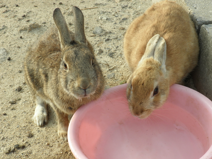 うさぎの島<第7部＞_c0097371_20565121.jpg