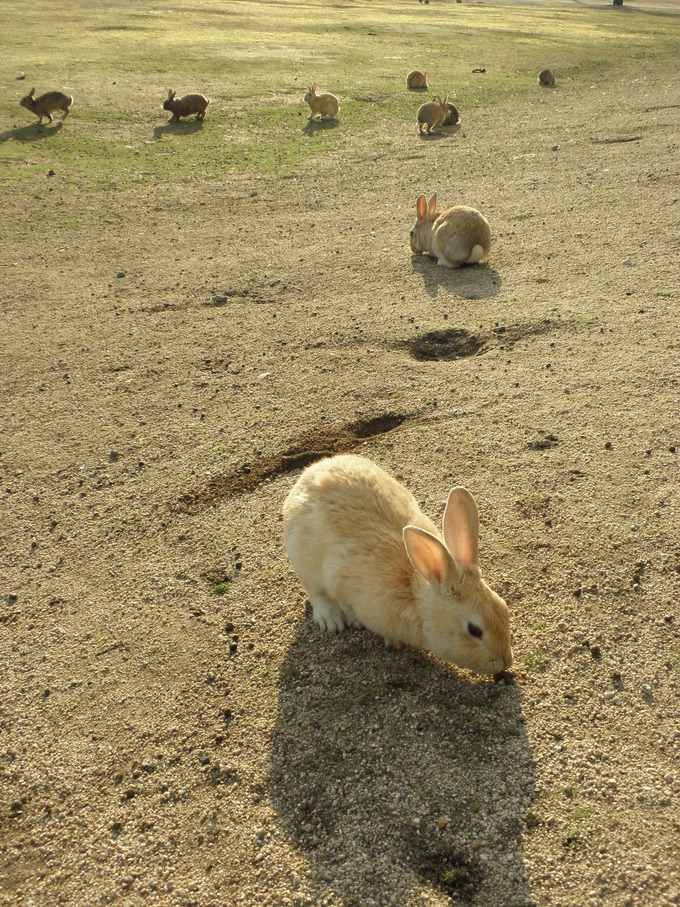 うさぎの島<第7部＞_c0097371_20594265.jpg