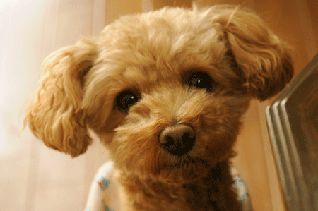 c0196673_9544617.gif