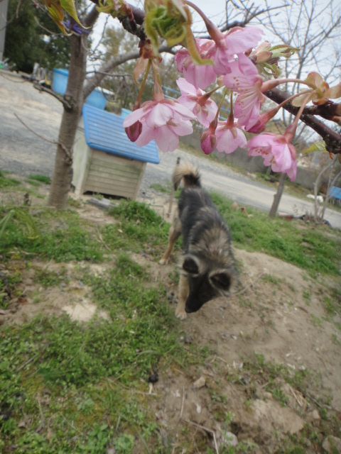 庭で咲いている花_f0137275_437989.jpg