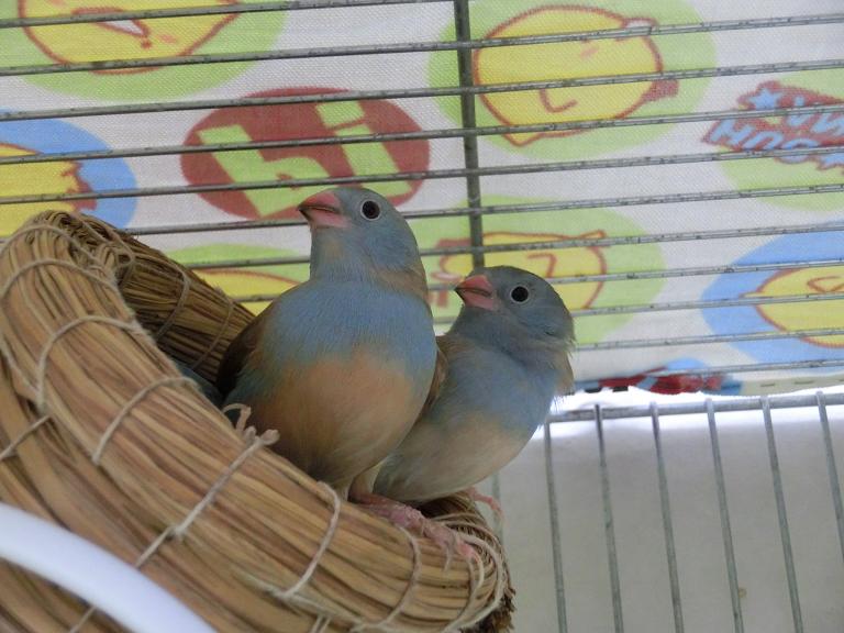 セイキチョウ 青輝鳥 Shimajiroo 空飛ぶ小鳥たち