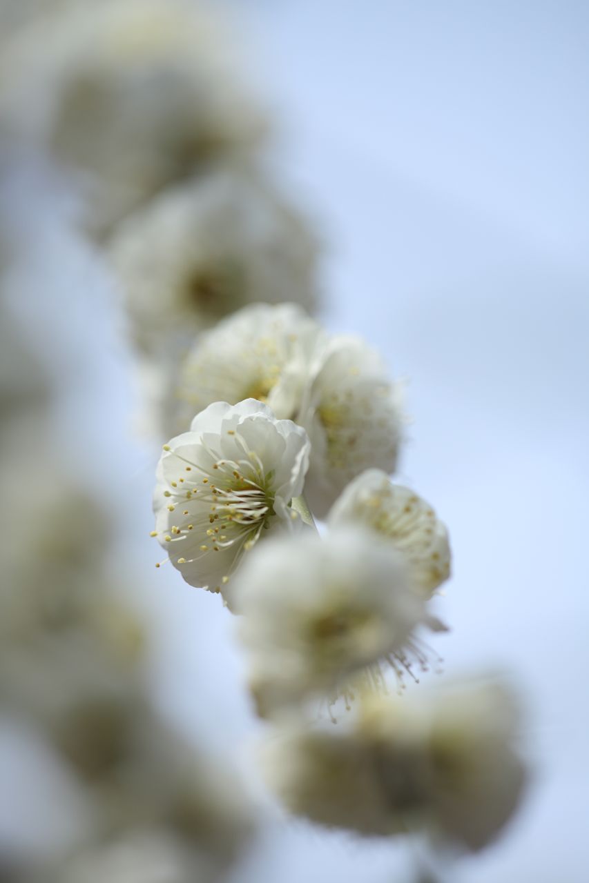 2012結城神社のしだれ梅３_f0034583_2342039.jpg