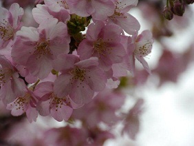 やっと河津桜が満開になりました_b0175688_23223710.jpg