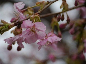 やっと河津桜が満開になりました_b0175688_23224741.jpg