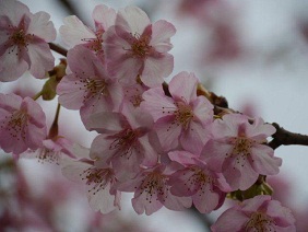 やっと河津桜が満開になりました_b0175688_2323045.jpg