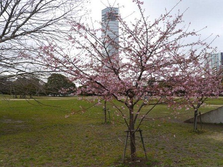 やっと河津桜が満開になりました_b0175688_23242296.jpg