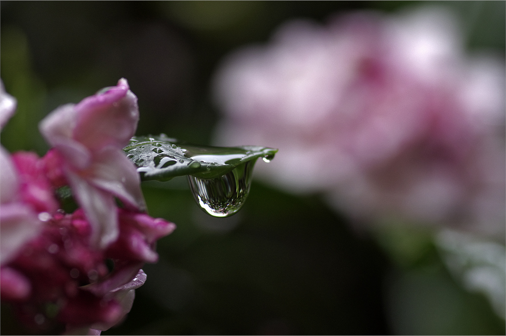 ●● 雨の日は・・・・・・・・・沈丁花 ●●_d0209988_2019385.jpg