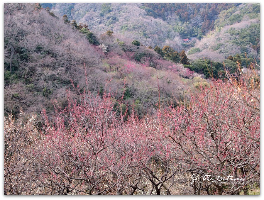 田浦梅林・梅の里の紅梅_e0025695_0115841.jpg