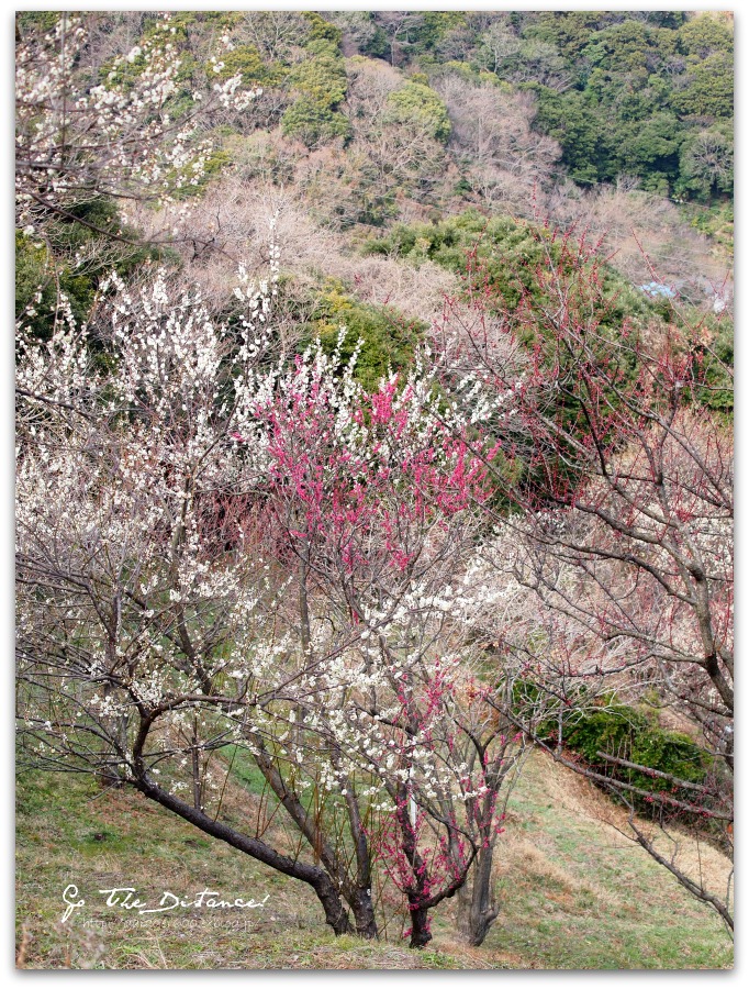 田浦梅林・梅の里の紅梅_e0025695_0173754.jpg