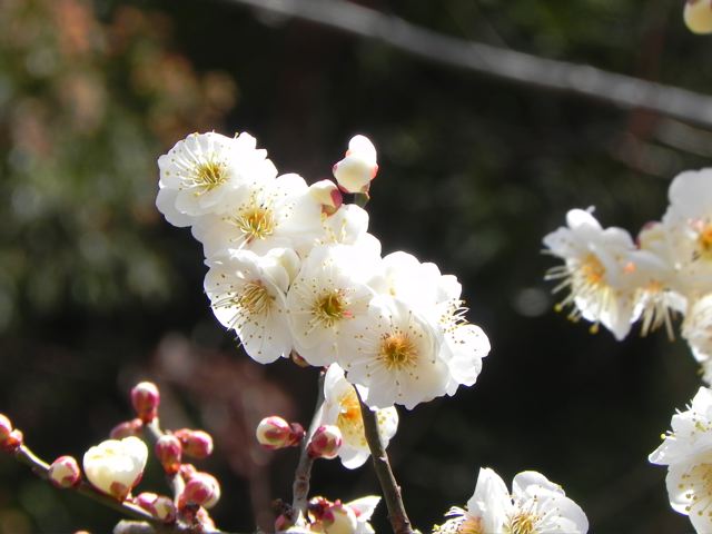 UME（Zoom）_f0144003_6225814.jpg