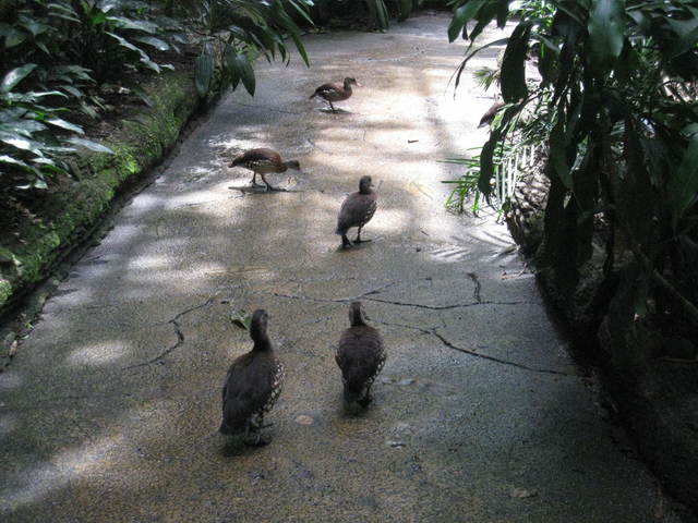 コウモリのお食事タイム@シンガポール動物園_c0212604_6112579.jpg