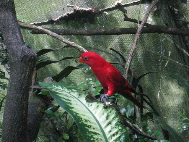 コウモリのお食事タイム@シンガポール動物園_c0212604_6114395.jpg