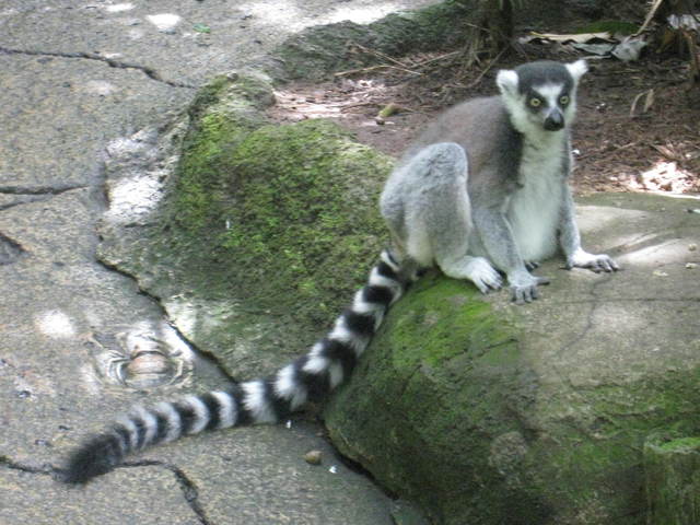 コウモリのお食事タイム@シンガポール動物園_c0212604_611611.jpg