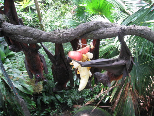 コウモリのお食事タイム@シンガポール動物園_c0212604_655313.jpg