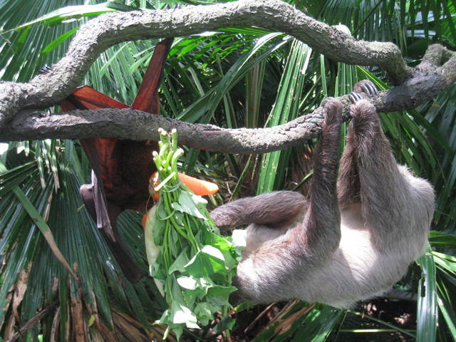 コウモリのお食事タイム@シンガポール動物園_c0212604_674148.jpg