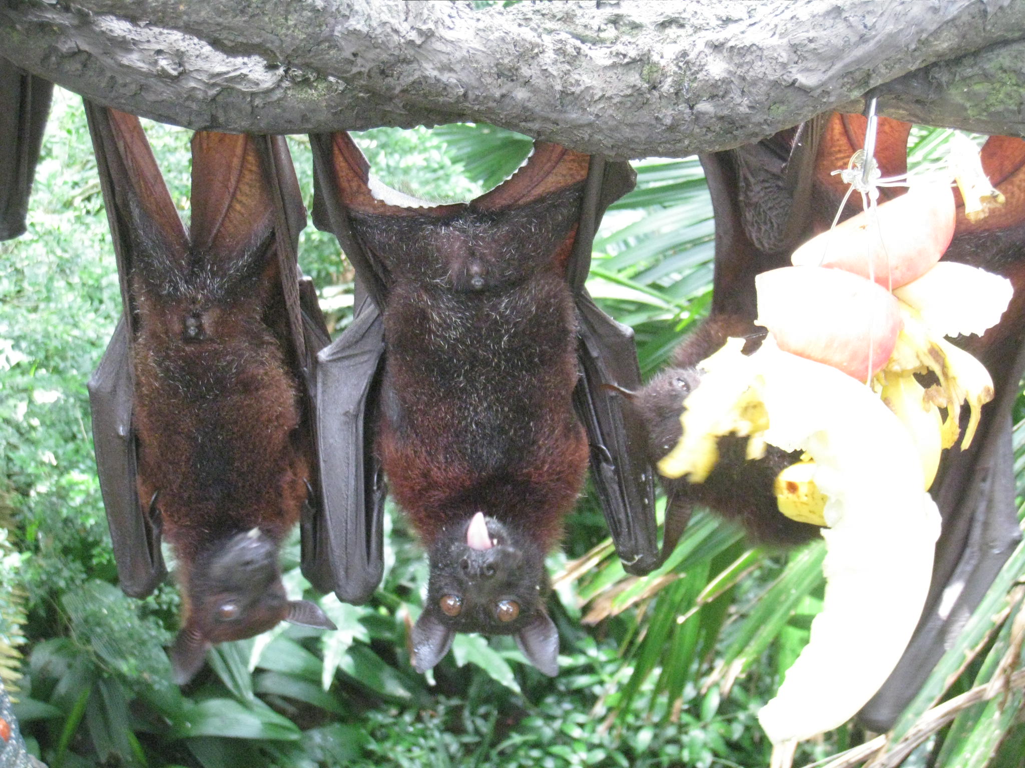 コウモリのお食事タイム@シンガポール動物園_c0212604_6947100.jpg