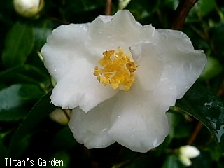 Camellia × \'Popcorn\'_b0099813_0144076.jpg