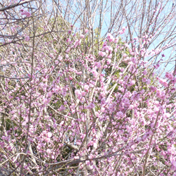 b0056423_98231.jpg