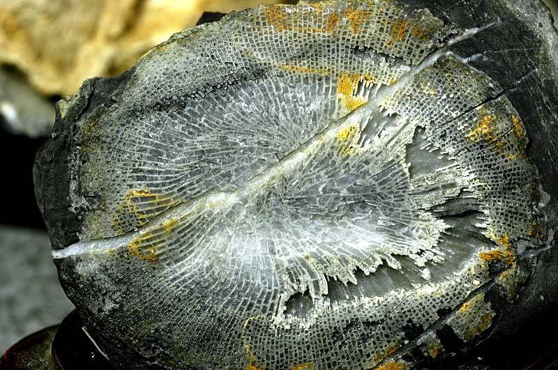 日本の化石 岩手県鬼丸の四放サンゴ/アクチノシアタス