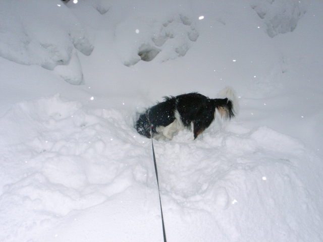 今日も雪。_c0051132_21172767.jpg