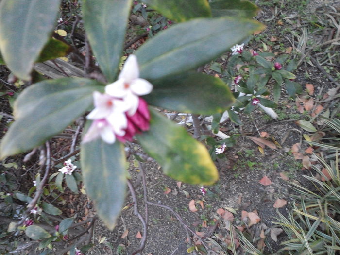 c0236632_11453929.jpg