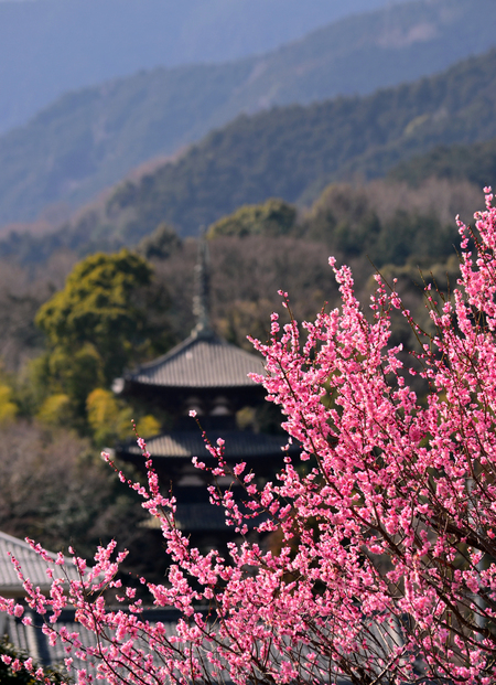 当麻寺、梅、護念院の落語会…そしてまだ寒い！_a0255937_20465847.jpg