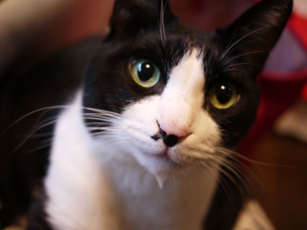 猫のお友だち ハナくん編。_a0143140_0392485.jpg