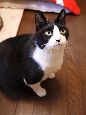 猫のお友だち ハナくん編。_a0143140_042404.jpg