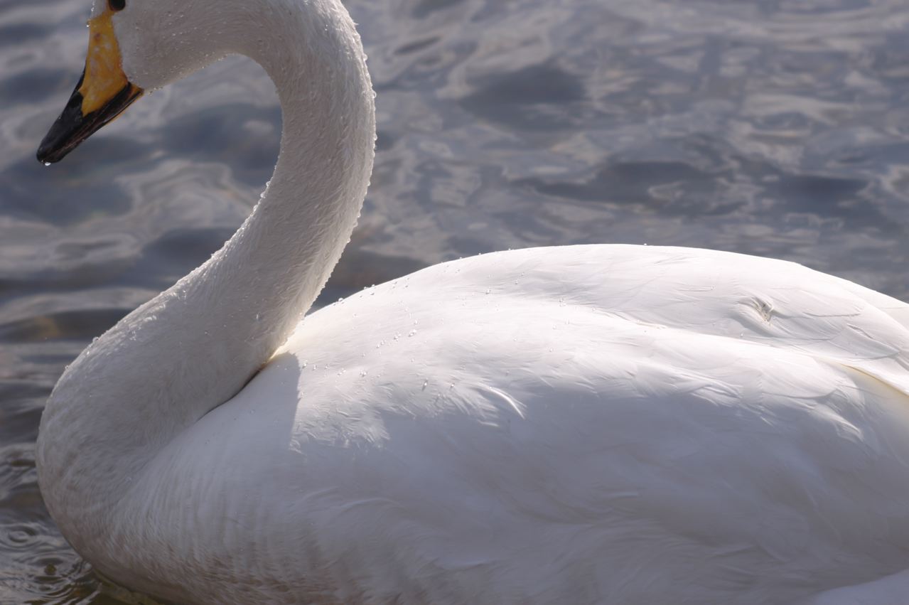 SWAN。_c0184643_2371740.jpg