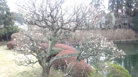 梅満開_a0217348_120574.jpg