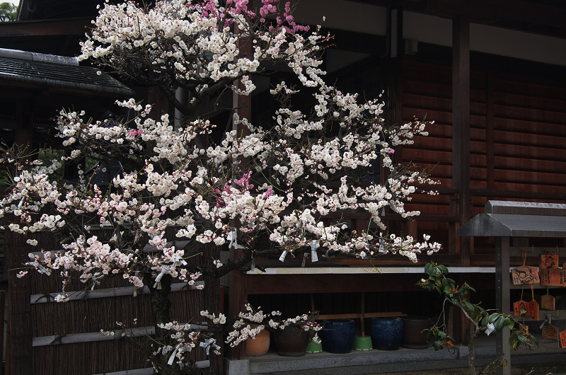 源平咲の梅 法住寺 花景色 K W C Photoblog