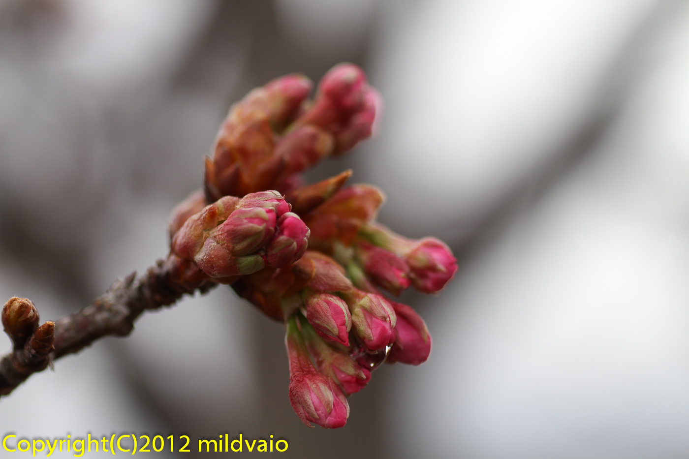 蜂須賀桜_a0089554_18294353.jpg