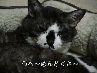 d0085254_23225593.png