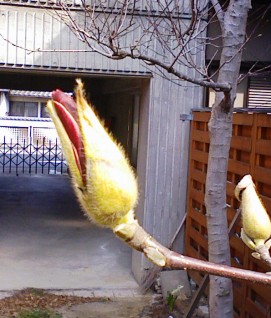 閑話休題　2012.3.24_f0197754_14453722.jpg