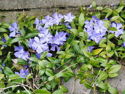 FLC日記 春の彩り・・・花_a0254656_10414090.jpg