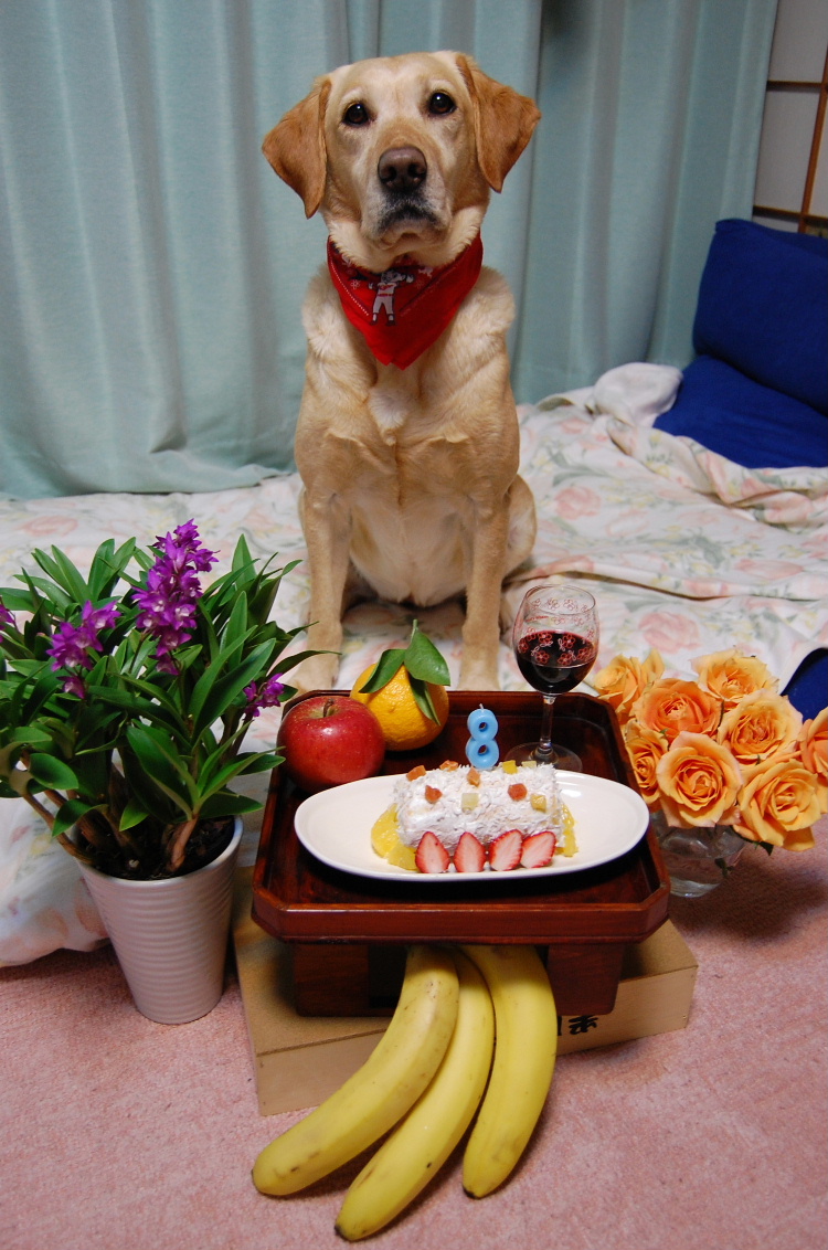 犬の誕生日_d0238057_10505379.jpg