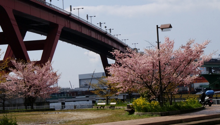 超早咲きの桜が咲いてます！　＠灘浜緑地_b0063958_17414612.jpg