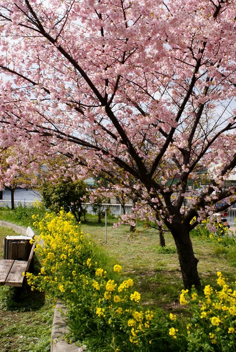 超早咲きの桜が咲いてます！　＠灘浜緑地_b0063958_17492759.jpg